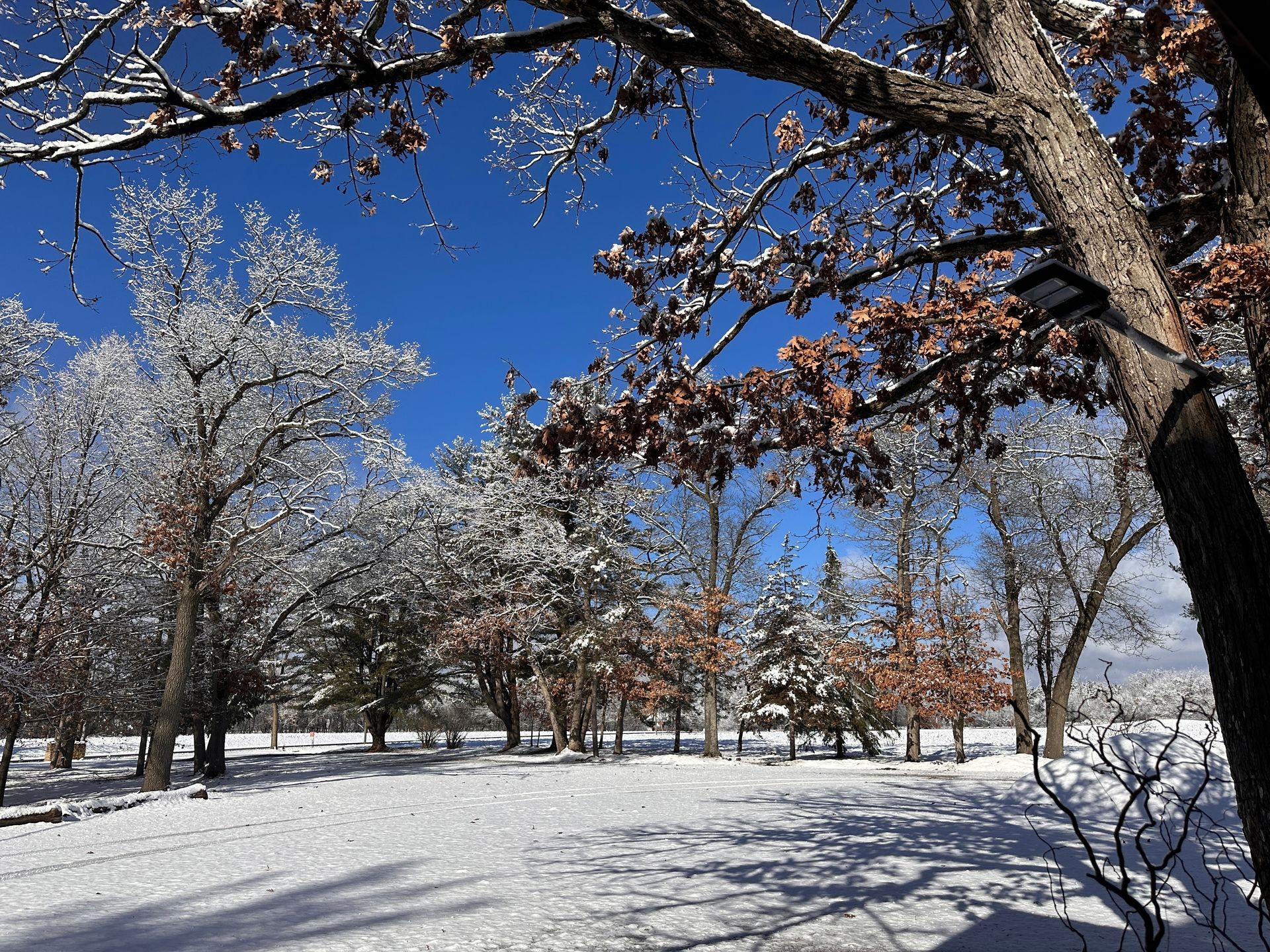 Snow kissed trees and crystal blue skies at Sandstone Rustic Retreat